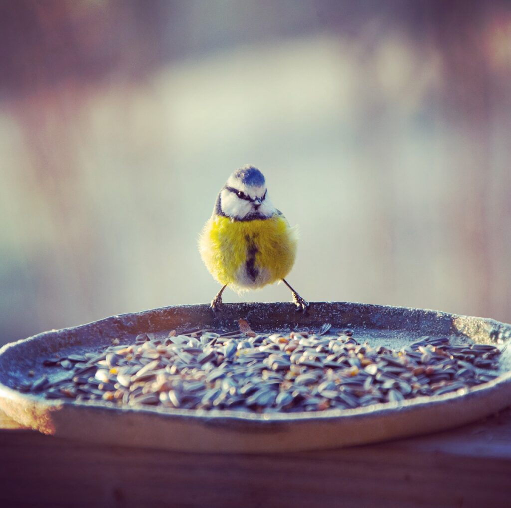 Hiver - Armelle photographe