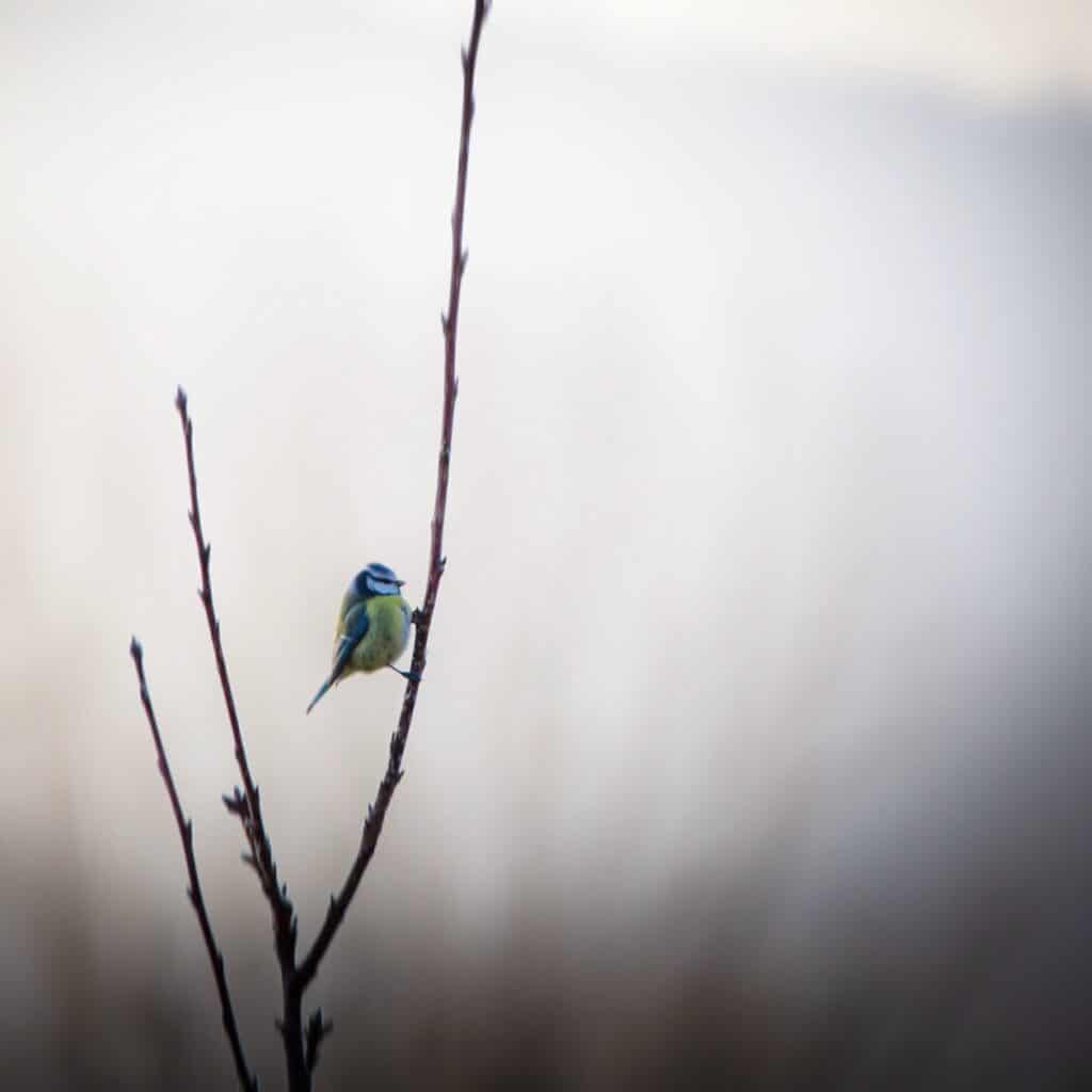 Hiver - Armelle photographe