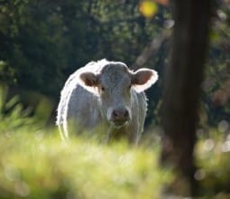 Bouilland, un matin d’automne