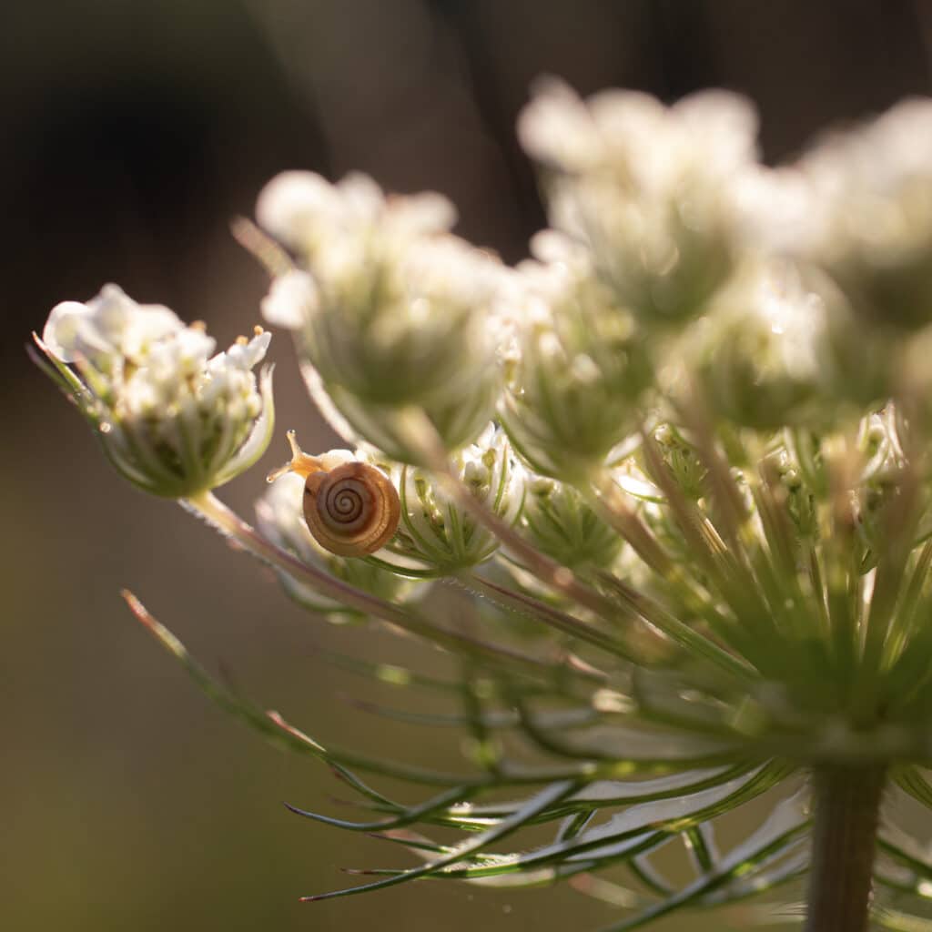 Fleur et escargot - Armelle Photographe