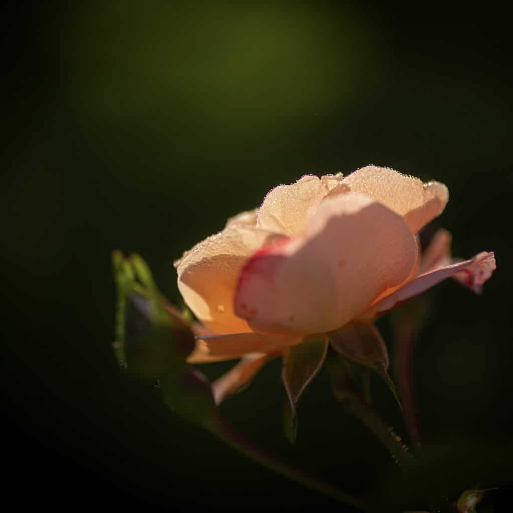 Rose - Armelle photographe