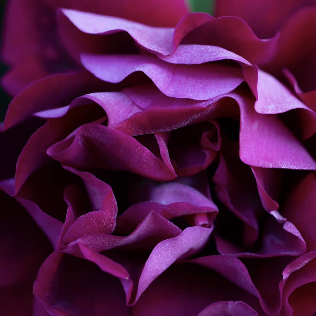 Rose - Armelle photographe