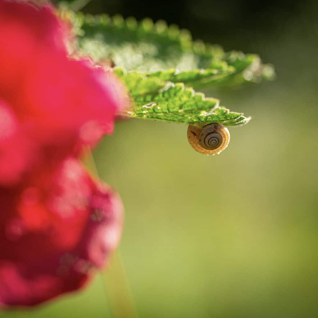 Escargot - Armelle photographe