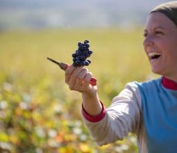 Scènes de vendanges en Bourgogne