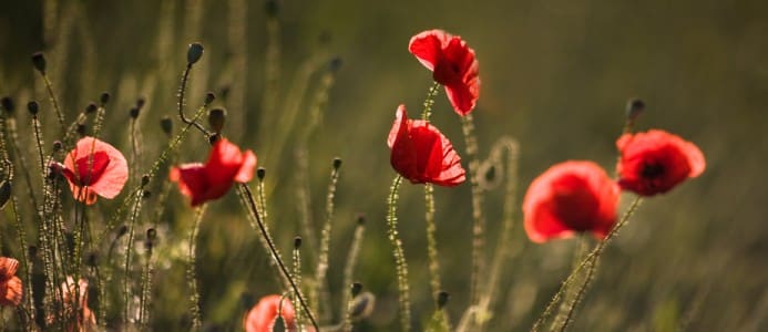 Coquelicots