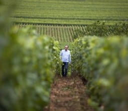 Domaine Jacques Carillon, à Puligny-Montrachet