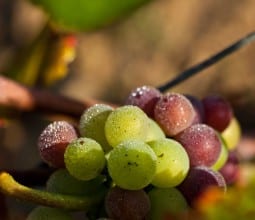 Vignes en automne