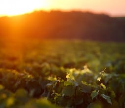 Vignes en été