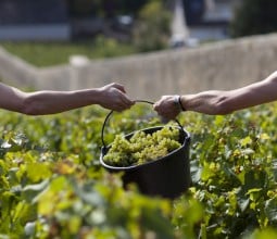 Les vins de Bourgogne, éloge du temps…