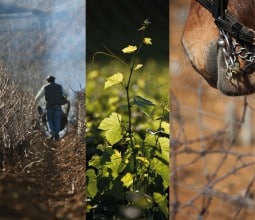 La Fête de la Pressée à Chenove