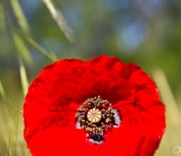 Coquelicots