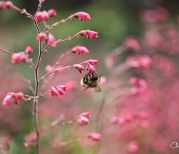 Jardin au mois de juin