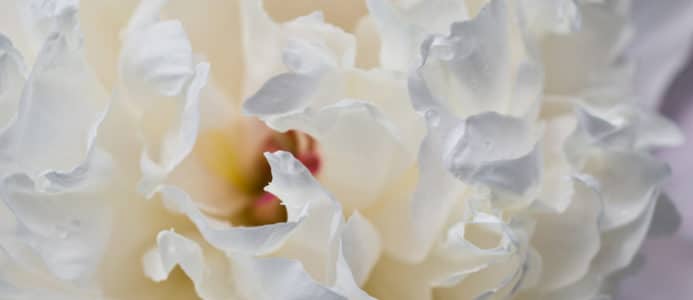 Pivoine