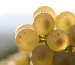 Domaine Guyon, viticulteur à Vosne-Romanée