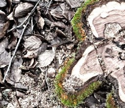 ILÉO, taille et abattage d’arbres