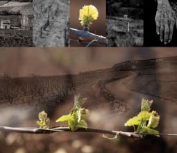 Le Travail du vigneron, résidence d’artiste au collège de Nolay