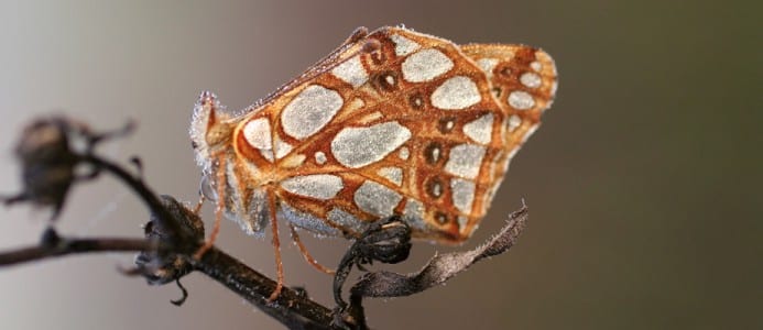 Papillon