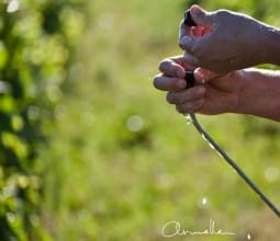 La biodynamie au Domaine Eric de Suremain, à Monthelie