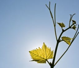 Vignes au printemps